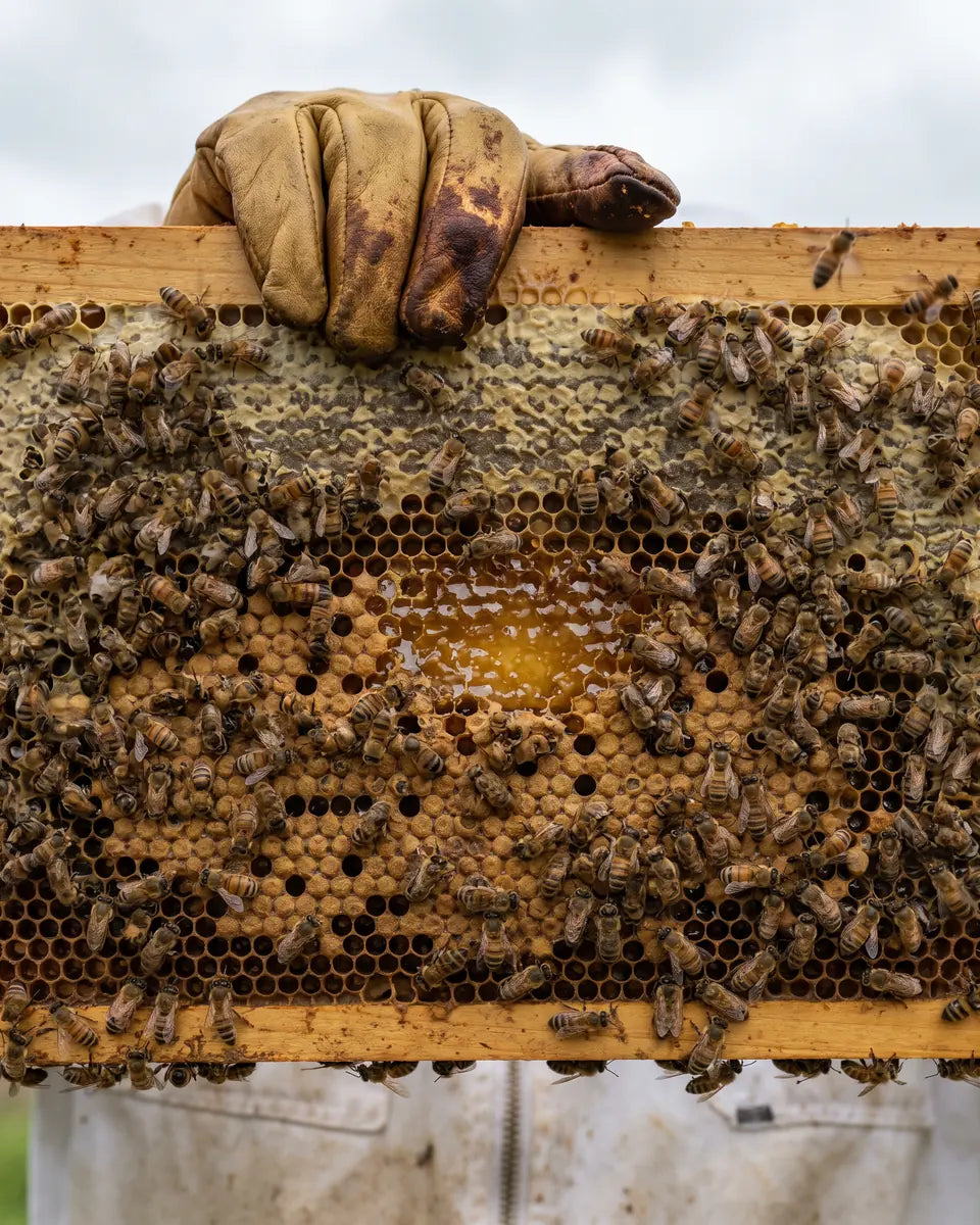 From the hive to your daily routine